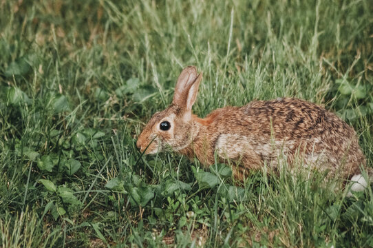 Eastern Cottontail Bunny Rabbit in Fresh, Green, Spring Grass
