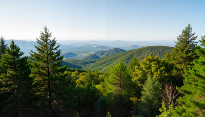 Obraz premium Breathtaking forest landscape under bright midday sun, nature appreciation