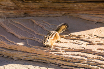 Chipmunk Standing on Rock Ledge in Natural Habitat