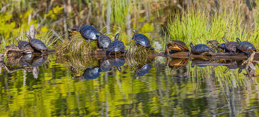 Turtles Basking In Sunshine