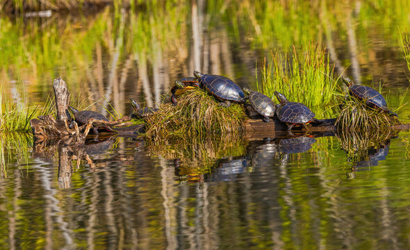 Turtles Basking In Sunshine - Powered by Adobe