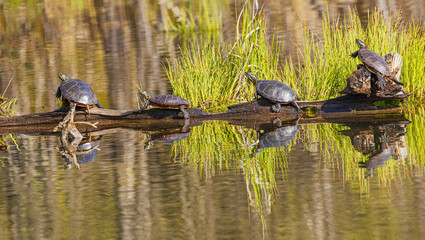 Turtles Basking In Sunshine