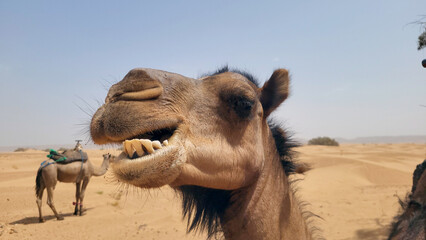 Close up of Camel Laughing