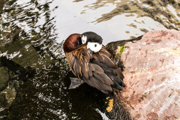 A White-Faced Whistling Duck Preens