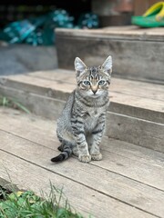 Fototapeta premium cat 