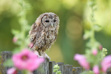 Puszczyk, (Strix aluco), tawny owl © Bartosz Rakoczy