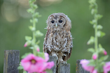 Puszczyk, (Strix aluco), tawny owl © Bartosz Rakoczy