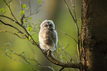 Puszczyk, (Strix aluco), tawny owl © Bartosz Rakoczy