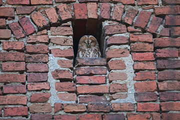Puszczyk, (Strix aluco), tawny owl © Bartosz Rakoczy