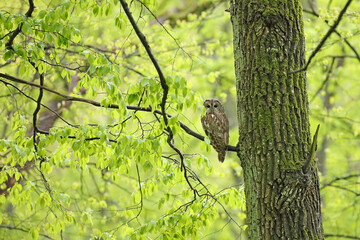 Puszczyk, (Strix aluco), tawny owl © Bartosz Rakoczy