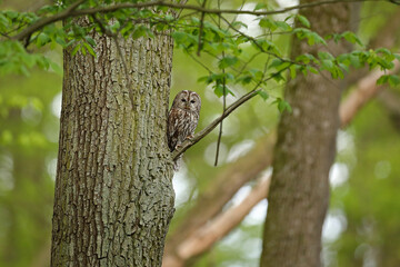 Puszczyk, (Strix aluco), tawny owl © Bartosz Rakoczy