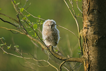 Puszczyk, (Strix aluco), tawny owl © Bartosz Rakoczy