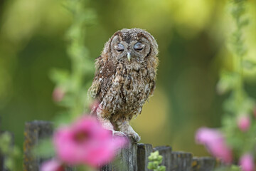 Puszczyk, (Strix aluco), tawny owl © Bartosz Rakoczy