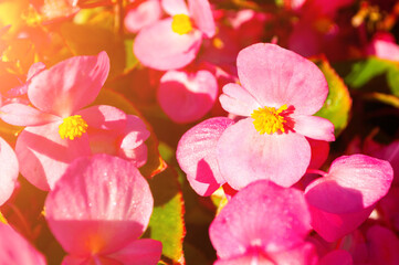 Spring flowers of red begonia at the flowerbed - spring background, closeup of begonia flowers under soft sunlight