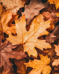 Autumn Ground Covered with Brown and Orange Fallen Maple Leaves