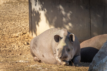 Fototapeta premium tapir terrestre dans un parc animalier