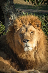 portrait d'un magnifique lion couché sur le sol	
