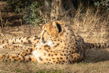 Fototapeta premium vue d'un guépard allongé sur le sol
