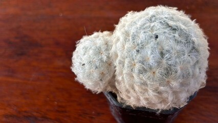 White cactus in a pot