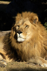 portrait d'un magnifique lion couché sur le sol	