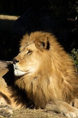portrait d'un magnifique lion couché sur le sol	