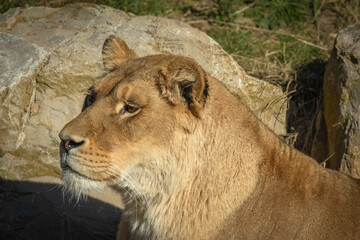lionne, en gros plan, couché dans l'herbe.