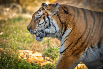 tigre en gros plan, dans un par animalier	