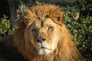 portrait d'un magnifique lion couché sur le sol	