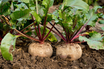 Fresh beetroots growing in fertile soil with vibrant green leaves and reddish stems, symbolizing natural farming and organic produce. Background