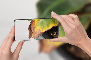 Man using mobile phone to recognize disease of house plant, closeup. Finder app