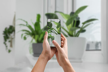 Man taking photo of plant to recognize it using identifier application on mobile phone indoors,...