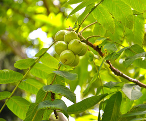 Green fruits of the ailanthus nut (Siebold nut) (Juglans ailantifolia Carriere)