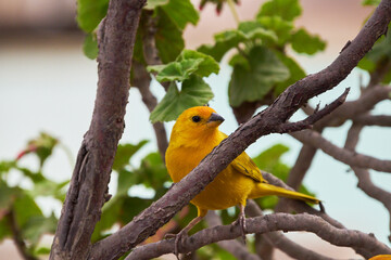 Sicalis flaveola (Sicalis flaveola)..Free bird waiting on a branch to be able to feed in the morning