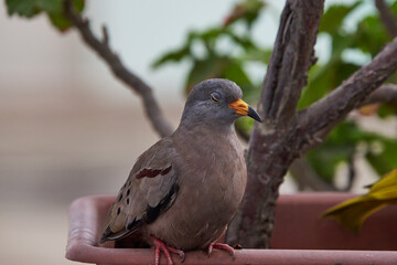 Peruvian Dove, a bird in total freedom waiting next to a feeder to feed on corn kernels