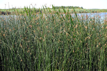 Lake reeds thickets on the river bank