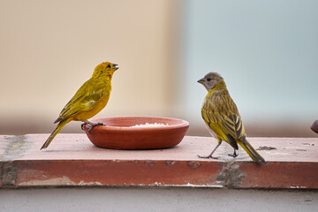 Sicalis flaveola (Sicalis flaveola)..Free-ranging birds, feeding from a feeder in the morning