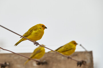 Sicalis flaveola (Sicalis flaveola)..Free bird waiting on a branch to be able to feed in the morning
