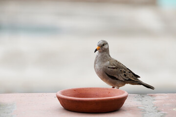 Peruvian Dove, a bird in total freedom waiting next to a feeder to feed on corn kernels