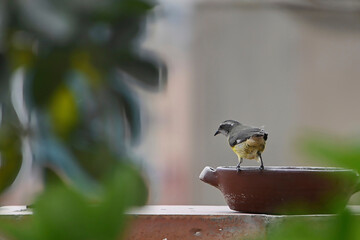 Fototapeta premium Common Honeyeater (Coereba flaveola)..Free-ranging canary bird bathing in the morning in a small water tank