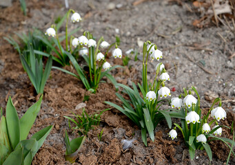 White-flowered spring (Leucojum vernum L.). Blossoming