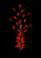 A single branch of vibrant red flowers stands out against a stark black background. 