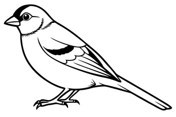 finch bird silhouette line art vector illustration with a white background
