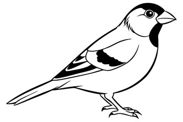 finch bird silhouette line art vector illustration with a white background