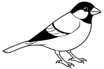 finch bird silhouette line art vector illustration with a white background