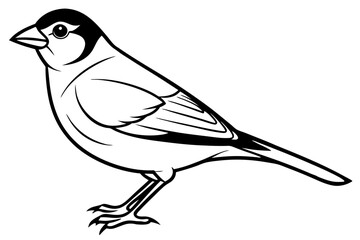 finch bird silhouette line art vector illustration with a white background