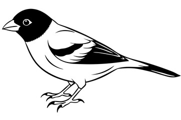 finch bird silhouette line art vector illustration with a white background