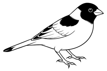 finch bird silhouette line art vector illustration with a white background