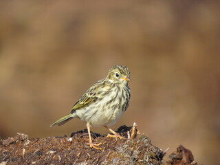 A charming bird on a sunny day