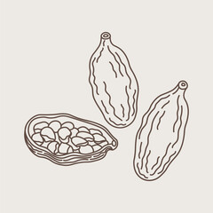 Vector illustration of aromatic Cardamom spice in minimalistic line art style. Hand drawn sketch with fruit pods of cardamon plant. Eastern traditional medicine, food, Ayurveda, harvest seeds cardamum