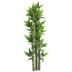 Fototapeta premium Tall bamboo stalks with fresh green leaves, symbolizing growth and harmony, isolated on white background